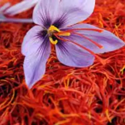 Pure Kashmiri Saffron